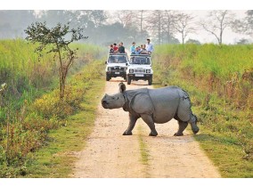 Watch one-horned rhino & wildlife in Kaziranga