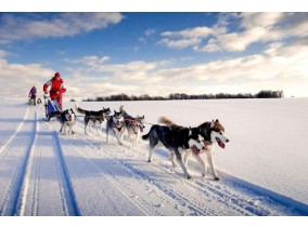 Experience a dog sledding tour
