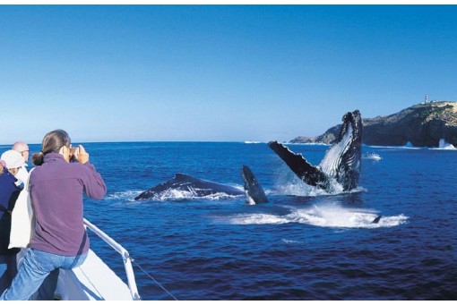 Whalewatching (seasonal)