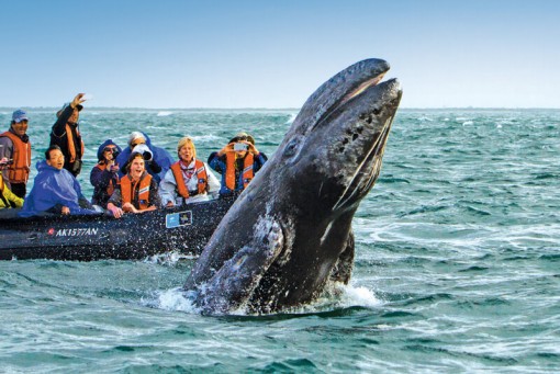 Day 5: Play with gray whales in Magdalena Bay