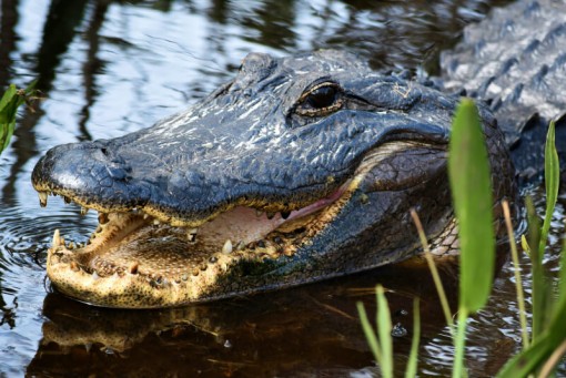 18 June, Day 4: Airboat Crocodile Adventure
