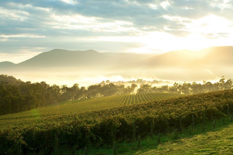 Yarra Valley, Araluen Winery 3 days Private Tour Package - World of